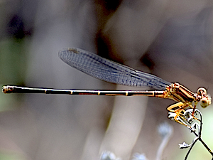 Female Blue-fronted Dancer - Argia sedula